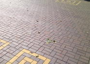 ТРОТУАРНАЯ КЛИНКЕРНАЯ БРУСЧАТКА "КЕРАМЕЙЯ", БрукКерам Классика, Оникс